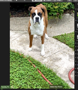 Purebred Boxer  Listing Image
