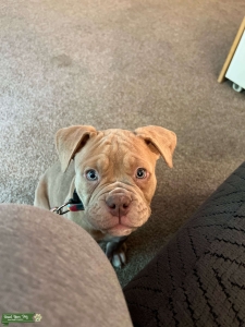 Old English Bulldog Listing Image
