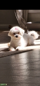 Petite Bichone Female ISO her Soulmate Listing Image