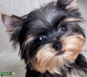 STUD SERVICE: Gorgeous tiny Yorkie boy, Champion Bloodlines Listing Image