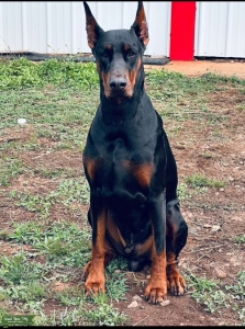 AKC Euro Stud Doberman  Listing Image
