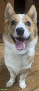 Pemebroke welsh corgi looking for a mate Listing Image