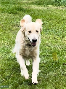 Beautiful, playful, & strong Golden Retriever Male is ready to Stud.   Listing Image