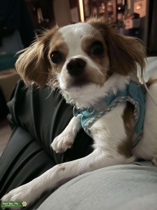 Pixie wants to be a Mom Listing Image