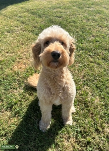 Goldendoodle Female Seeking Stud Listing Image