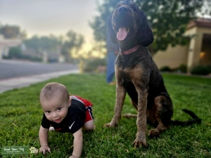 F1 Bernedoodle seeking Standard Poodle stud immediately Listing Image