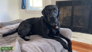 BLACK LABRADOR AKC  Listing Image