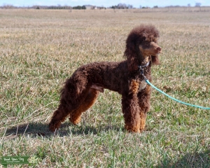Blitz brown phantom abstract mini Poodle  Listing Image