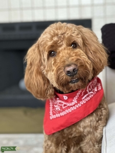 Golden doodle ready to mingle  Listing Image