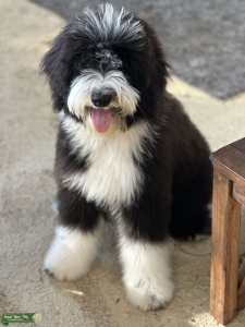F1 Sheepadoodle Stud Black with White Markings Listing Image