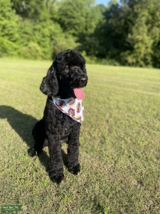 3 YR Old Male Goldendoodle Stud Listing Image