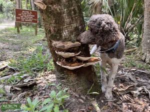 Beautiful hunter looking for poodle stud Listing Image