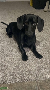Purebred Solid Black Male Miniature Dachshund  Listing Image