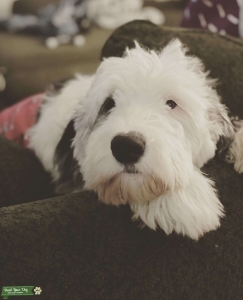 Black and white Old English sheepdog  Listing Image