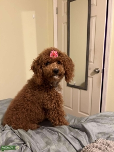 Apricot Mini Poodle  Listing Image