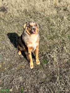 Blue Eyed Mini Aussie-Red Merle Listing Image