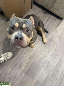American pocket bully Listing Image