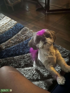 Shih Tzu Mama Listing Image