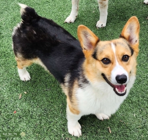 AKC Pembroke Welsh Corgi - Tri-Color Stud Listing Image