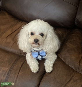 Toy poodle male looking for a mate Listing Image