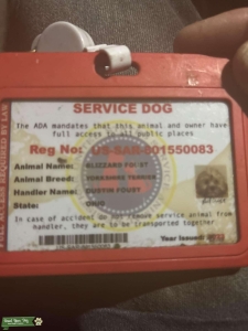 Shorkie service dog top stud Listing Image