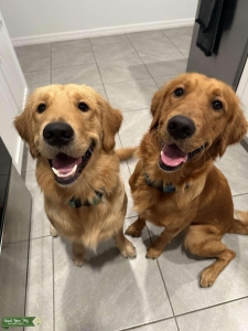 Golden retriever brother studs  Listing Image