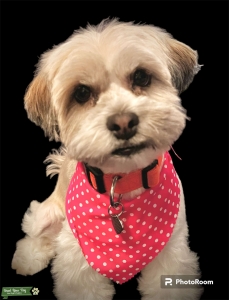 Lhasa Apso stud needed  Listing Image