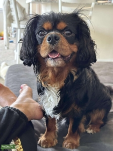 Purebred TriColor Cavalier King Charles Spaniel looking to mate Listing Image