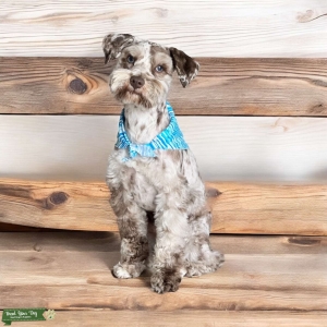 Toy Merle Schnauzer Blue Eyes Listing Image