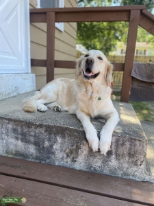 Golden retriever  Listing Image