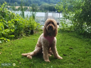 F1 Goldendoodle Listing Image
