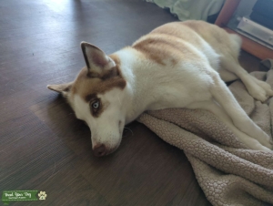 ISO HUSKY STUD Listing Image