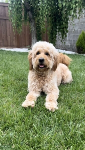 Mini English Goldendoodle Listing Image