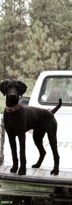 Purebred Standard Poodle Listing Image