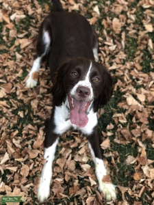 Looking for a stud for English Springer Spaniel  Listing Image