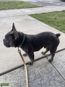 French Bulldog Stud Listing Image