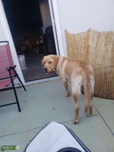 Yellow lab Listing Image