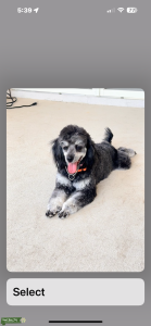 Stud needed ASAP for beautiful Pomadoodle females Listing Image
