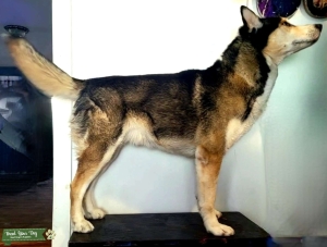Siberian Husky Listing Image