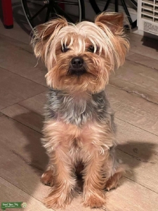 Canine (Terrier, Yorkshire) Sex: Male Intact | Colar: Brown And Black | Weight: 1.09 kg Listing Image