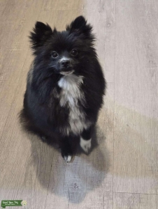 Pomeranian Female Listing Image