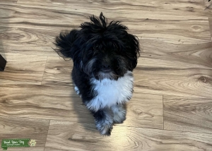 Male Toy/Mini Aussiedoodle Listing Image