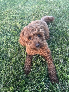 Toy Poodle  Listing Image