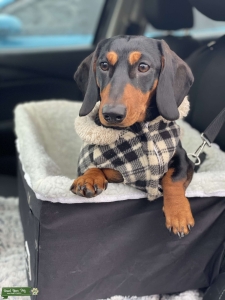 Miniature Black & Tan Smooth Dachshund Stud Listing Image