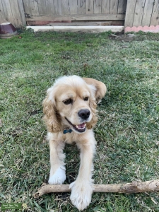 A Stud Cocker Spaniel  Listing Image