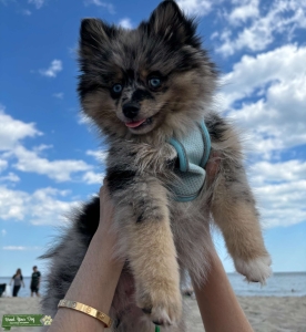 Rare Merle Color blue-eyed mini Pomsky   Listing Image