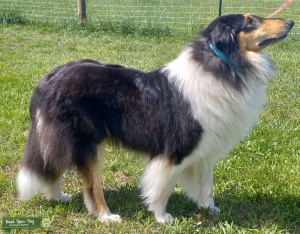 AKC Rough Collie Stud (CEA Clear) Listing Image