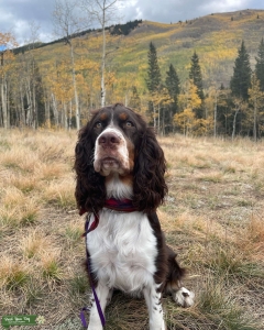 Female spaniel Listing Image