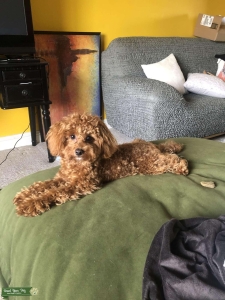 AKC Toy Poodle  Listing Image