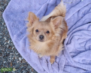 Purebred chihuahua stud Vancouver Island Listing Image